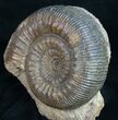 Beautifully Display Stephanoceras Ammonite #10881-1